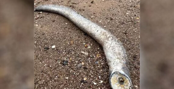 На пляже в Англии нашли настоящего червя из фильма «Дюна»