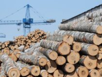 Кыргызстан ввел временный запрет на вывоз древесины и лесоматериалов