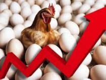 Цены на яйца в мире продолжают неуклонно расти