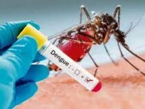ГМО-комары борются с эпидемией лихорадки денге в Бразилии