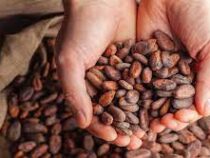 Цены на какао-бобы растут во всем мире