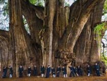 В Мексике растет самое толстое дерево в мире