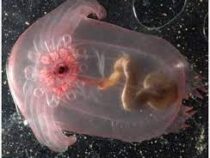 Учёные обнаружили новые виды морских животных