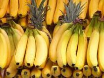 Бананы могут стать роскошью из-за изменений климата