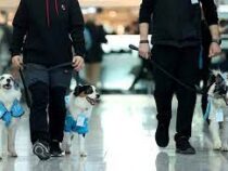 В аэропорту Стамбула появились собаки-терапевты