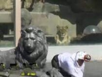 Актер исполнил роль тигра во время учений в японском зоопарке