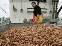 В Бельгии взлетели цены на креветки