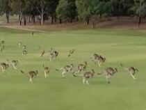 Нашествие кенгуру прервало матч по гольфу в Австралии