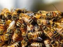 Рой из тысяч пчел прервал матч крупного турнира по теннису в Калифорнии