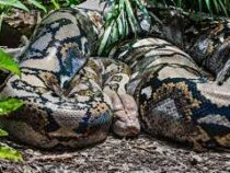 Новый вид анаконды нашли в джунглях Эквадора
