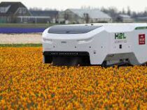 Новый робот в Нидерландах выявляет больные тюльпаны