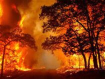 Тысячи животных погибли в результате крупных лесных пожаров в Техасе