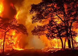 Тысячи животных погибли в результате крупных лесных пожаров в Техасе