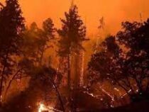 Лесные пожары охватили  юго-запад Китая