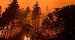 Лесные пожары охватили  юго-запад Китая
