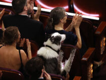 Хлопающая собака покорила зрителей «Оскара»