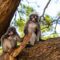 В Таиланде полиция устроила спецоперацию против обнаглевших обезьян