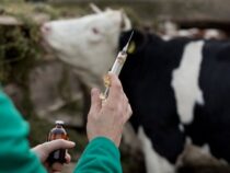В Кыргызстане началась весенняя вакцинация домашних животных