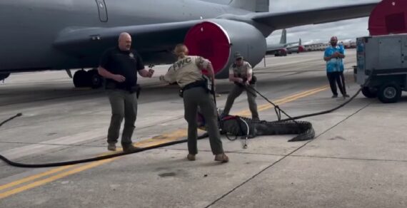 В США аллигатор парализовал работу военно-воздушной базы