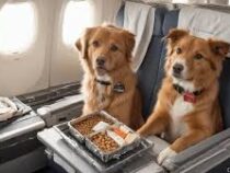 В США появилась авиакомпания для собак