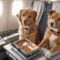 В США появилась авиакомпания для собак