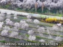 В Баткенской области расцвели абрикосовые сады