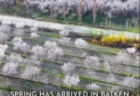 В Баткенской области расцвели абрикосовые сады