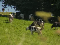 Во Франции запретили жаловаться на шум от петухов и коров в деревнях