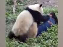 Две панды напали на смотрительницу зоопарка в Китае