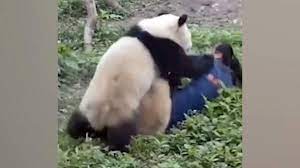 Две панды напали на смотрительницу зоопарка в Китае