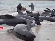 Около 140 китов-лоцманов выбросились на берег на западе Австралии