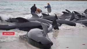 Около 140 китов-лоцманов выбросились на берег на западе Австралии