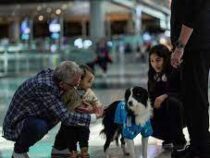 Собак-терапевтов наняли в аэропорту Стамбула