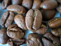 Ученые выяснили, когда на Земле появился самый популярный вид кофе