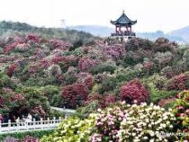 Парк азалий зацвел в Китае