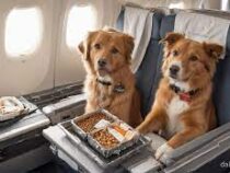 В США появилась первая в мире авиакомпания для собак