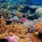 В Нидерландах нашли способ, как спасти коралловые рифы от вымирания
