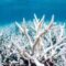 Большой Барьерный риф страдает от обесцвечивания кораллов
