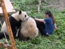 В Китае разъяренные панды напали на смотрительницу зоопарка
