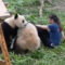 В Китае разъяренные панды напали на смотрительницу зоопарка