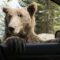 Медведь попытался взломать полицейскую машину в США