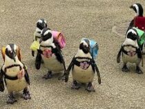 В Японии выдали ранцы пингвинам в честь начала учебного года