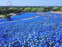 Небесно-голубое покрывало из цветов окутало парк в Японии