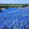 Небесно-голубое покрывало из цветов окутало парк в Японии