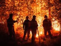 В Венесуэле зарегистрировали рекордное  количество лесных пожаров