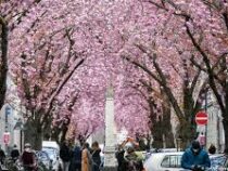 Цветение сакуры началось в Германии и Японии