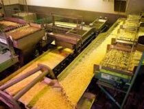 В Чуйской области строится картофелеперерабатывающий завод