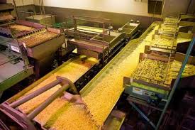 В Чуйской области строится картофелеперерабатывающий завод