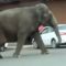 Слониха сбежала из цирка и разгуливала по городу в США
