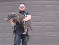 В США полицейский поймал сбежавшую свинью, сеявшую хаос в округе